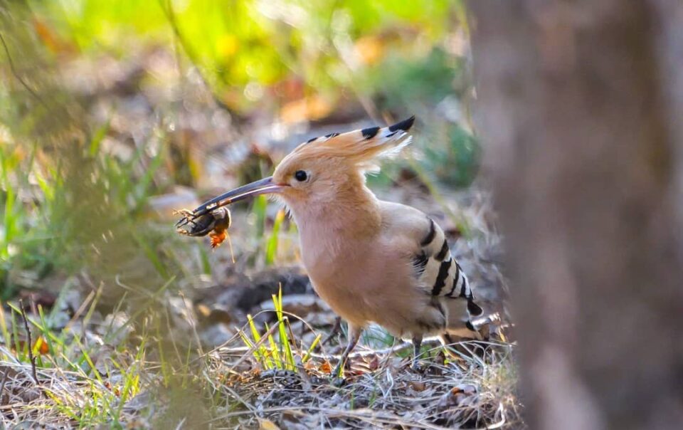 Hoopoe (c) attila_barsan