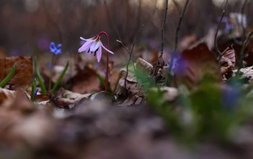 Spring Romania