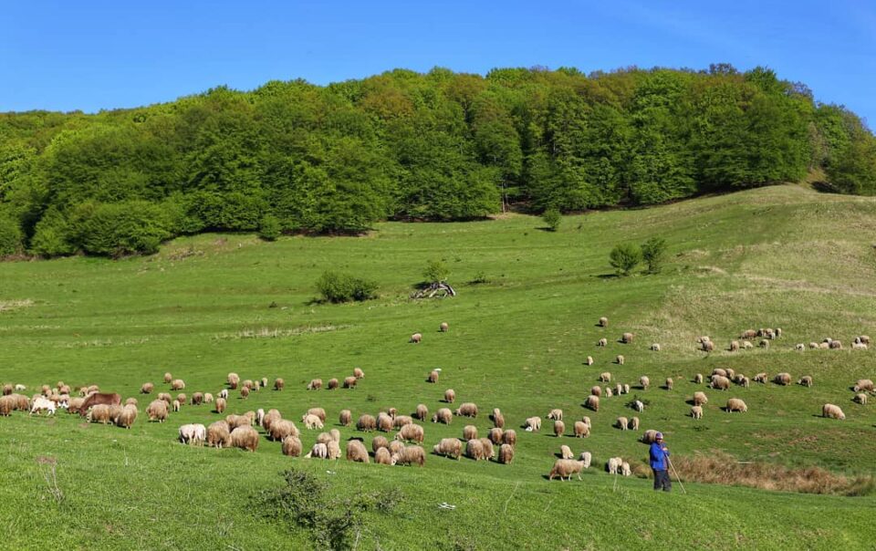 grazing sheep in Transylvania