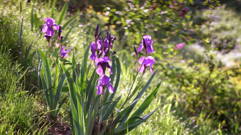 bethlen estate summer escapades- Blossom in Nature's Splendor